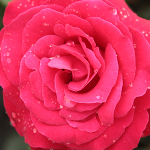 Онлайн магазин за рози - Червен - Kарнавални рози - дискретен аромат - Pоза Зебрина - - - Расте бързо с карасива зеленина,ярко оцветени цветя.Може да се предложи на всеки,който харесва роза катерач.